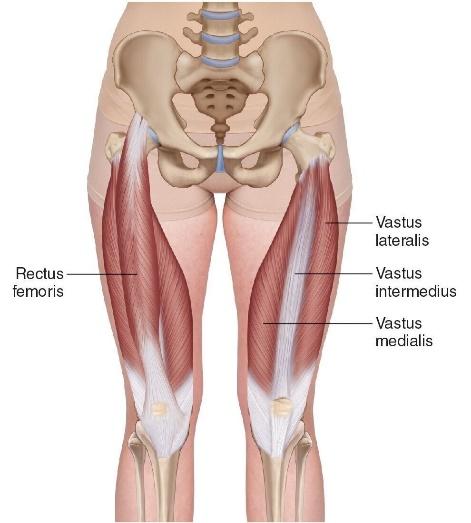 Muscle of the day: Quadriceps — Experience Physical Therapy - Buffalo  Grove, IL