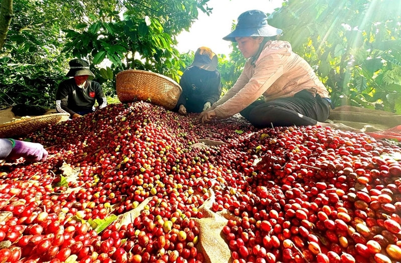 Giá cà phê thế giới tiếp tục chịu áp lực nguồn cung