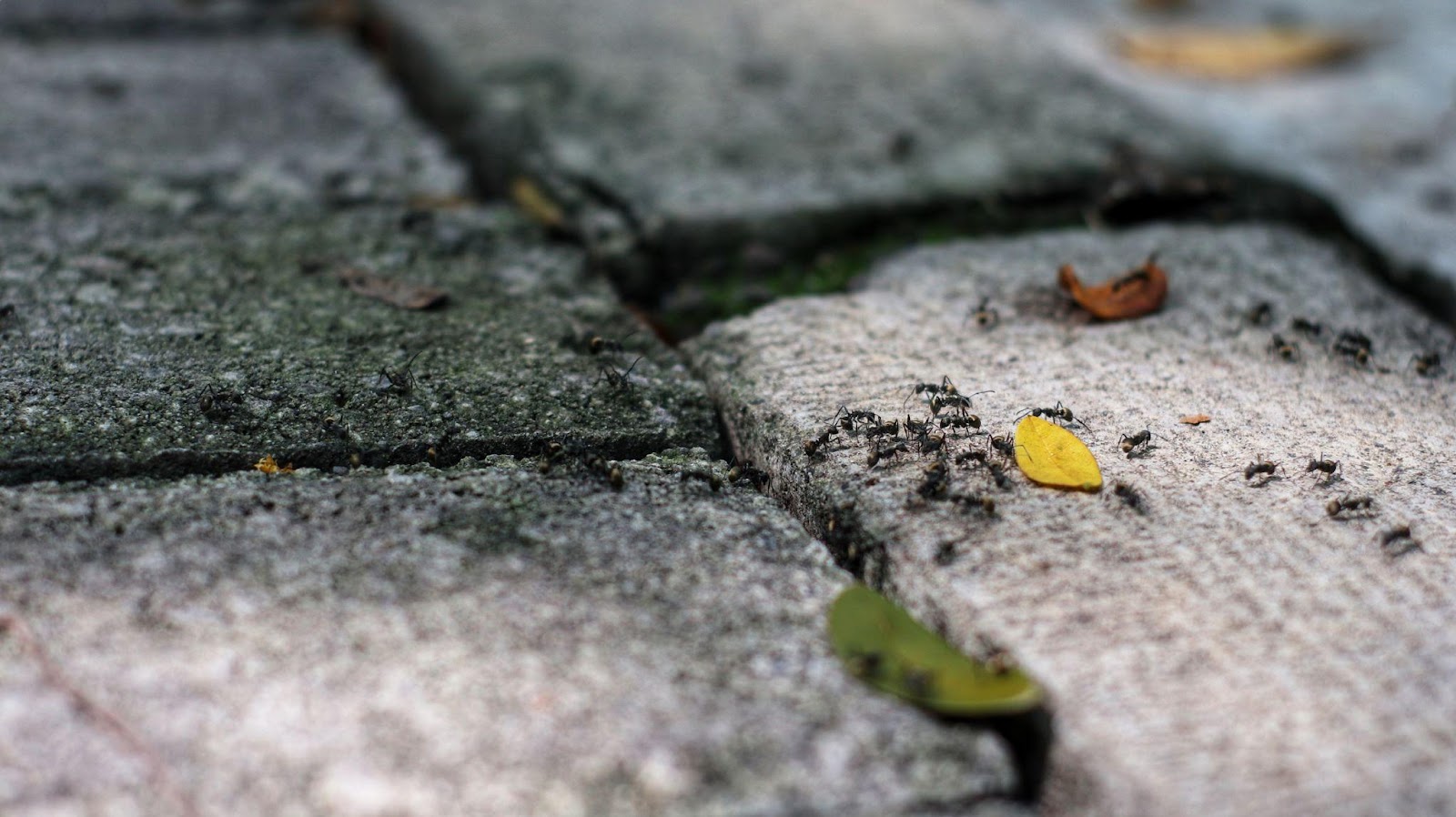 A group of tiny black ant workers bring leaves back to their nest. 