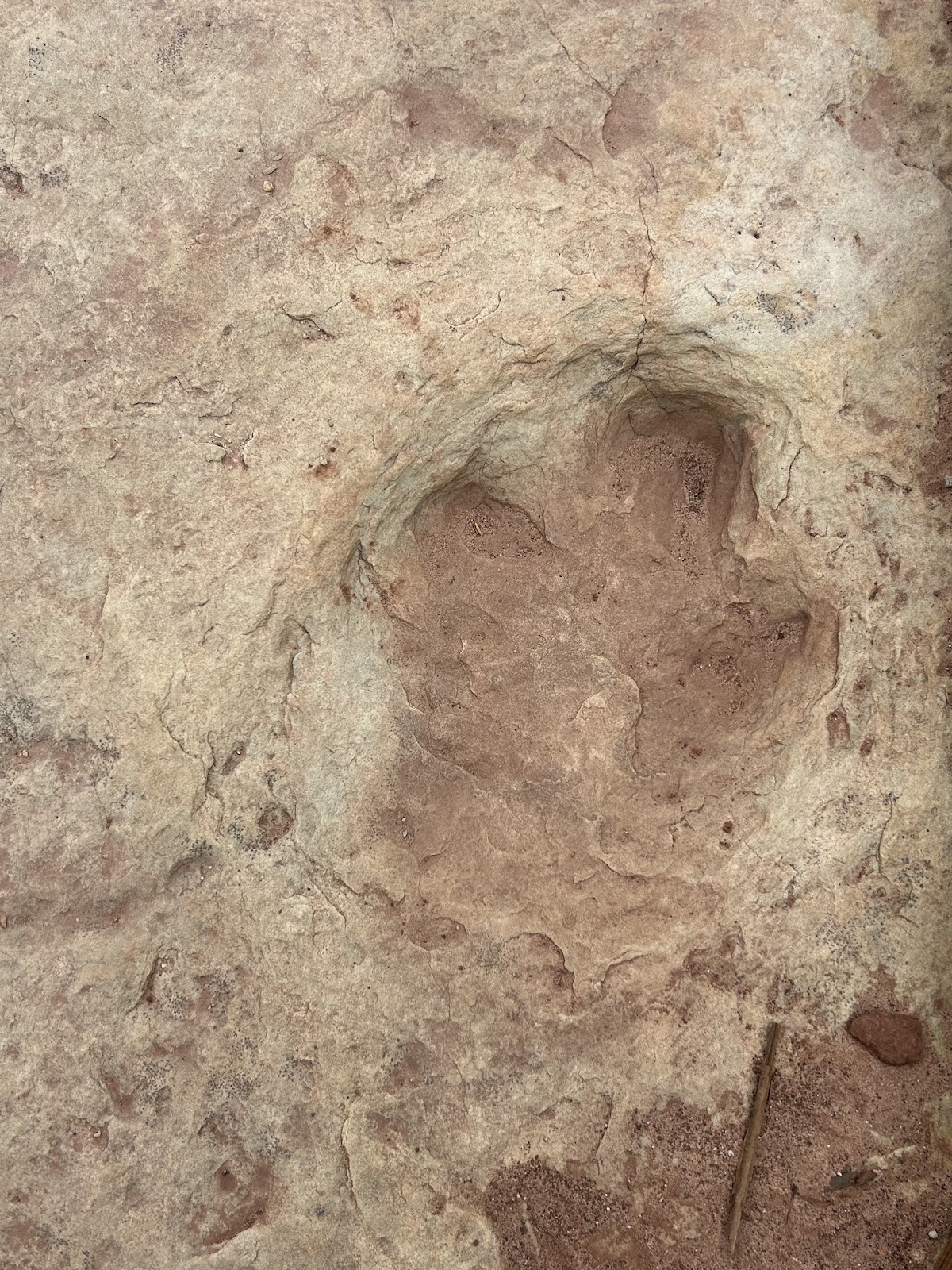 DInosaur track photography from a dino-themed RV trip across Utah and Colorado. Close up of a 3-toed dinosaur print in sandstone in Willow Springs Utah.
