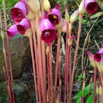 flowers name in punjabi with images
