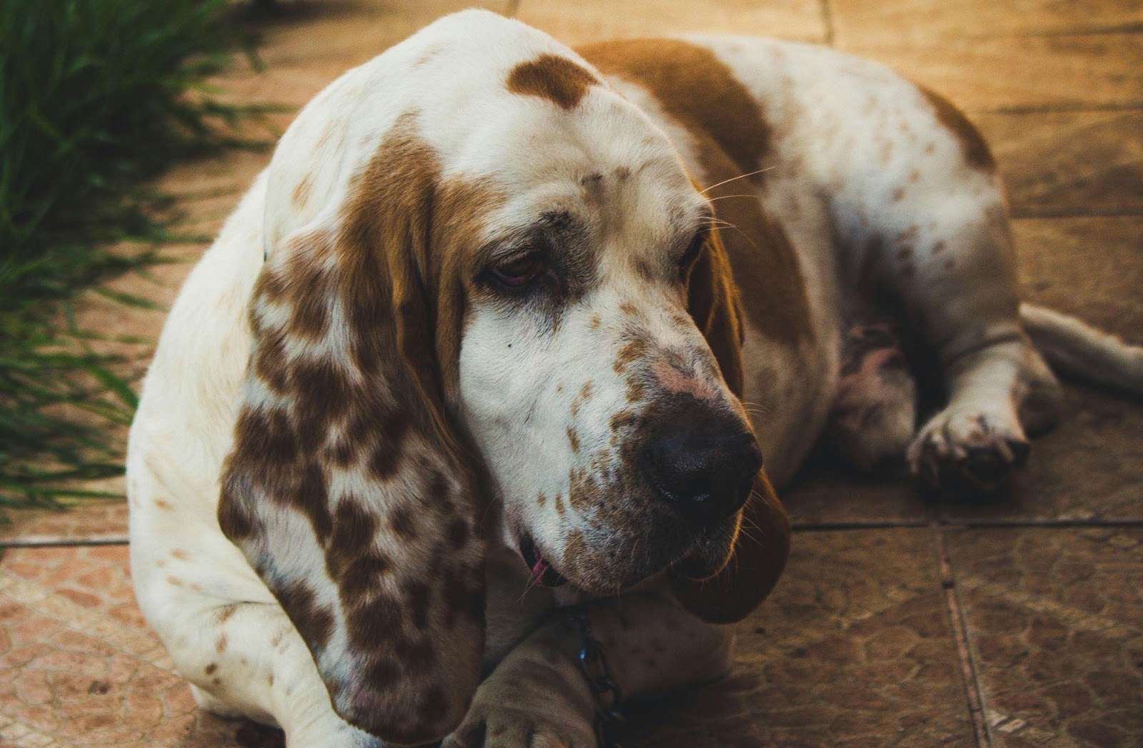 Basset Hounds: The Stubborn Sleepers