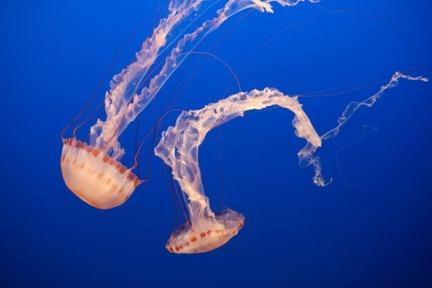 A close-up of jellyfish in the water

Description automatically generated