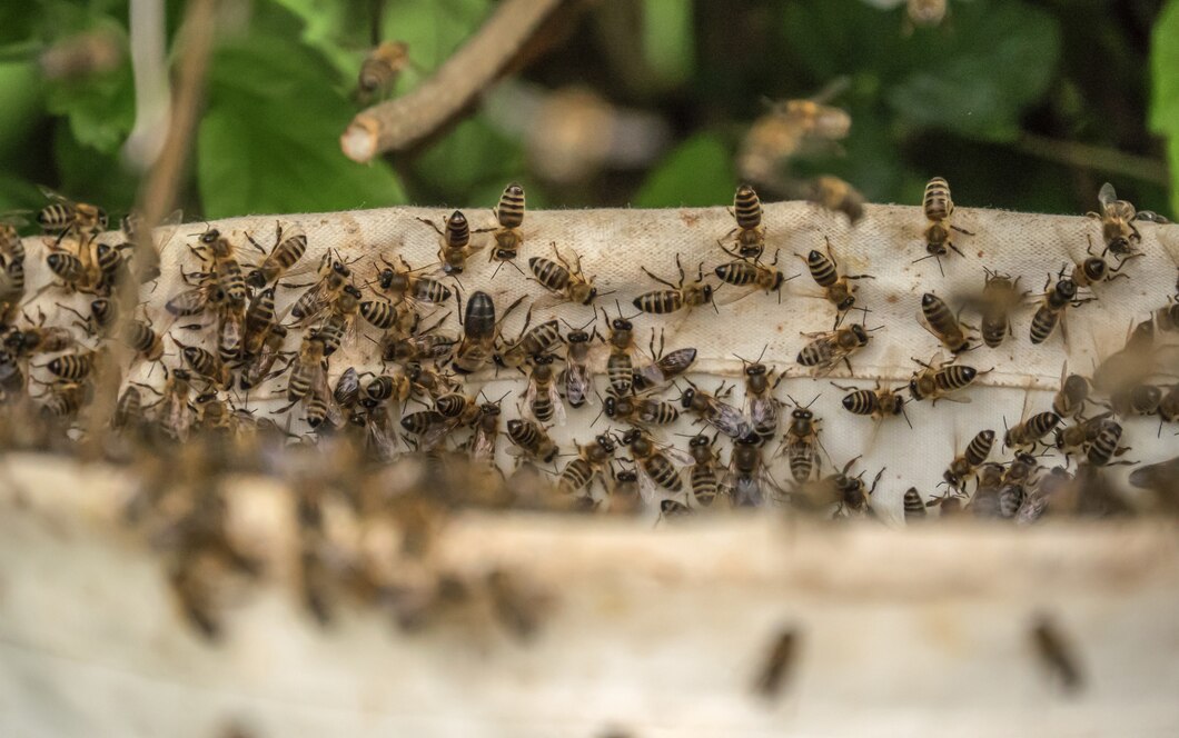 bees scouting and hovering on a bee hive