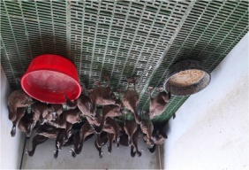 C:\Users\dr hmar.LPM\Desktop\Infrastructure LFP\Diuck photos\Ducklings hatched from large weight eggs on 8th week.jpg