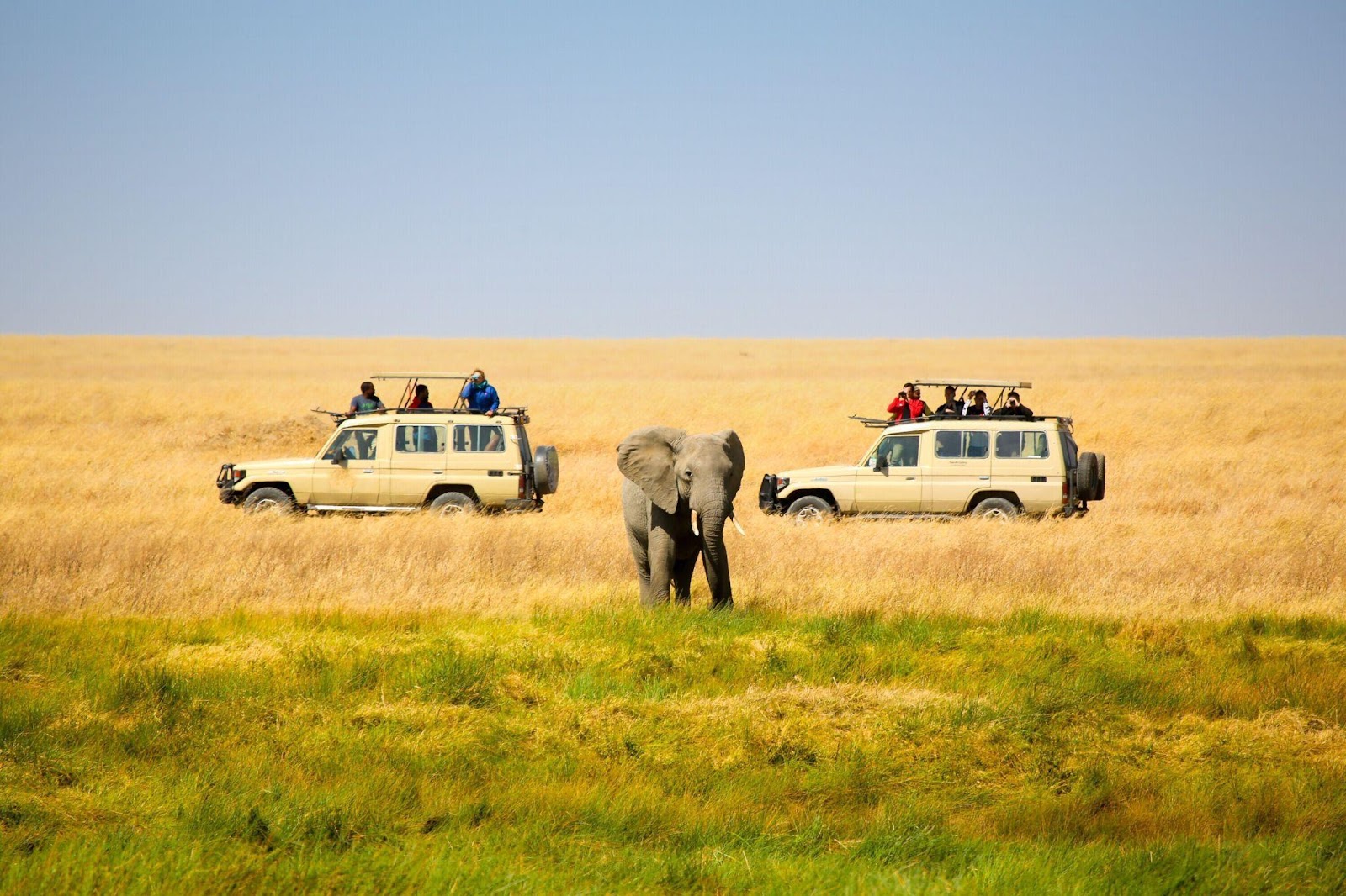 Plan a Safari in Tanzania