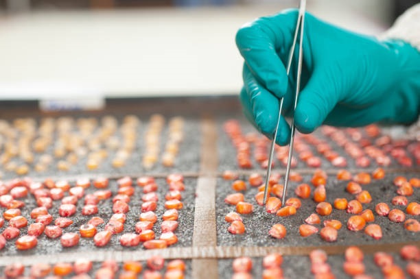 genetically modified seeds