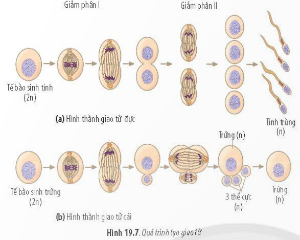 BÀI 19 - QUÁ TRÌNH PHÂN BÀOMỞ ĐẦUCâu 1: Cơ chế nào giúp một hợp tử phát triển thành cơ thể gồm rất nhiều tế bào có bộ nhiễm sắc thể giống nhau và giống bộ nhiễm sắc thể trong hợp tử ban đầu? Cơ chế nào giúp cơ thể tạo được sự đa dạng di truyền ở thế hệ sau của các loài sinh vật sinh sản hữu tính?Đáp án chuẩn:Cơ chế nguyên phân giúp hợp tử phát triển thành cơ thể có các tế bào có cùng bộ nhiễm sắc thể và giống với bộ nhiễm sắc thể trong hợp tử ban đầu. Cơ chế giảm phân và thụ tinh đóng vai trò trong việc tạo sự đa dạng di truyền ở thế hệ sau của các loài sinh vật sinh sản hữu tính.I. QUÁ TRÌNH NGUYÊN PHÂN (PHÂN BÀO NGUYÊN NHIỄM)Câu 1: Quan sát Hình 19.1 và cho biết: Quá trình nguyên phân gồm mấy kì?Đáp án chuẩn:4 kì.Câu 2: Quan sát Hình 19.1 và cho biết: Sau một lần nguyên phân thì thu được bao nhiêu tế bào từ một tế bào ban đầu?Đáp án chuẩn:- Thu được hai tế bào từ một tế bào ban đầu.Câu 3: Quan sát Hình 19.2 và cho biết: Giai đoạn phân chia nhân ở quá trình nguyên phân gồm các kì nào?Đáp án chuẩn:- Kì đầu, kì giữa, kì sau.Câu 4: Quan sát Hình 19.2 và cho biết: Trong các kì của nguyên phân, nhiễm sắc thể, thoi phân bào và màng nhân có sự thay đổi như thế nào?Đáp án chuẩn:- Kì đầu: Thoi phân bào bắt đầu, sợi mảnh của nhiễm sắc thể bắt đầu co xoắn và màng nhân biến mất.- Kì giữa: Nhiễm sắc thể đạt độ co xoắn cực đại, tập trung thành một hàng trên mặt phẳng xích đạo.- Kì sau: Nhiễm sắc thể tách ra từ tâm động và di chuyển về hai cực trên.- Kì cuối: Nhiễm sắc thể giãn xoắn, thoi phân bào hoàn tất, và màng nhân xuất hiện lại.Câu 5: Quan sát Hình 19.3 và cho biết quá trình phân chia tế bào chất trong nguyên phân chia tế bào chất trong nguyên phân có gì khác nhau ở tế bào động vật và thực vật.Đáp án chuẩn:Ở tế bào động vật, màng tế bào co thắt lại ở vị trí giữa tế bào, tạo ra eo thắt.Ở tế bào thực vật, hình thành vách ngăn trên mặt phẳng xích đạo.Luyện tập: Trình bày ý nghĩa về sự thay đổi hình thái nhiễm sắc thể trong các kì của quá trình nguyên phân.Đáp án chuẩn:- Ở đầu kì đầu, các nhiễm sắc thể co xoắn để rút ngắn chiều dài của chúng, tạo điều kiện thuận lợi cho sự phân li của nhiễm sắc thể về hai cực của tế bào ở kì sau.- Ở đầu kì cuối, các nhiễm sắc thể giãn xoắn để chuẩn bị cho quá trình tổng hợp và nhân đôi nhiễm sắc thể ở chu kì tế bào tiếp theo.Câu 6: Hãy quan sát Hình 19.4 và cho biết nguyên phân có ý nghĩa như thế nào đối với sự sinh trưởng, phát triển của cây.Đáp án chuẩn:- Nguyên phân làm gia tăng chiều dài của thân và rễ, làm phát sinh thêm cành nhánh cho cây, tham gia vào quá trình sinh trưởng sơ cấp của cây.II. QUÁ TRÌNH GIẢM PHÂN (PHÂN BÀO GIẢM NHIỄM)Câu 7: Quan sát Hình 19.6 và cho biết: Giảm phân là gì? Giảm phân gồm mấy giai đoạn chính?Đáp án chuẩn:Giảm phân là quá trình phân bào giảm nhiễm xảy ra trong quá trình hình thành giao tử, bao gồm hai giai đoạn chính là giảm phân I và giảm phân II.Câu 8: Quan sát Hình 19.6 và cho biết: Kể tên các kì của quá trình giảm phân.Đáp án chuẩn:Kì đầu I, kì giữa I, kì sau I, kì cuối I, kì đầu II, kì giữa II, kì sau II, kì cuối II.Câu 9: Quan sát Hình 19.6 và cho biết: Trong các kì phân bào giảm phân, nhiễm sắc thể, thoi phân bào và màng nhân có sự thay đổi như thế nào?Đáp án chuẩn:Sự thay đổi nhiễm sắc thể, thoi phân bào và màng nhân trong các kì của giảm phân:Giảm phân I Kì đầuKì giữaKì sauKì cuốiSự thay đổi của nhiễm sắc thểNST kép bắt đôi vs nhau theo từng cặp. Các NST bắt đầu co xoắn lại. Các NST kép trong cặp NST tương đồng bắt đầu tra đổi các đoạn chromatidNST co xoắn cực đại và di chuyển về mặt phẳng xích đạo xếp thành 2 hàngMỗi NST trong NST kép đc thoi phân bào kéo về mỗi cựcNST dãn xoắnSự thay đổi của thoi phân bàoĐược hình thànhXuất hiệnĐính vào tâm động ở một NST kép của cặp NST tương đồngTiêu biếnSự thay đổi của màng nhânDần tiêu biếnTiêu biến hoàn toànTiêu biến hoàn toànMàng nhân xuất hiênGiảm phân II Kì đầuKì giữaKì sauKì cuốiSự thay đổi của NSTCác NST kép dần co xoắn lạiCác cặp NST kép tập trung thành một hàng ở mặt phẳng xích đạo của thoi phân bàoCác chromatid tách nhau ở tâm động và được thoi phân bào kéo về mỗi cực của tế bào NST dãn xoắn, bộ NST đơn bội nSự thay đổi của thoi phân bàoHình thànhXuất hiệnĐính vào tâm động của cặp NST tương đồngTiêu biếnSự thay đổi của màng nhânTiêu biếnTiêu biến hoàn toànTiêu biến hoàn toànHình thành trở lạiCâu 10: Hãy quan sát quá trình hình thành giao tử ở Hình 19.7 và cho biết ý nghĩa của quá trình giảm phân.Đáp án chuẩn:- Tạo ra sự đa dạng genetictừ việc phân li độc lập và tổ hợp tự do của các cặp nhiễm sắc thể, từ đó giúp các loài sinh vật thích nghi và tiến hóa.- Cung cấp nguồn nguyên liệu cho chọn lọc tự nhiên, giúp loài sinh vật thích ứng với môi trường sống khác nhau.- Duy trì và ổn định bộ nhiễm sắc thể đặc trưng cho từng loài qua các thế hệ.Luyện tập: Lập bảng so sánh số lượng nhiễm sắc thể trong các giai đoạn khác nhau của quá trình nguyên phân và giảm phân.Đáp án chuẩn:  Kì trung gianKì đầuKì giữaKì sauKì cuốiNguyên phânNST đơn0004n4nNST kép2n2n2n4n4nGiảm phân INST đơn00000NST kép2n2n2n2n2nGiảm phân IINST đơn 002nnNST kép nn2n2nVận dụng: Đề xuất những biện pháp phòng tránh những yếu tố tiêu cực ảnh hưởng đến quá trình giảm phân nhằm bảo vệ sức khỏe sinh sản ở người.Đáp án chuẩn:- Hạn chế tiếp xúc với chất độc hại: Tránh làm việc trong môi trường ô nhiễm và sử dụng thiết bị bảo hộ khi tiếp xúc với hóa chất độc hại như thuốc diệt cỏ, thuốc trừ sâu, hóa chất công nghiệp.- Đảm bảo dinh dưỡng cân đối: Ăn uống đủ các loại thực phẩm giàu chất dinh dưỡng và vi chất, như rau xanh, quả tươi, thực phẩm hữu cơ; hạn chế ăn thực phẩm nhanh chóng và không lành mạnh.- Hạn chế uống và hút thuốc lá: Thuốc lá và các chất gây nghiện khác có thể ảnh hưởng đến sản xuất tinh trùng ở nam giới và làm suy giảm chất lượng trứng ở nữ giới. Nên hạn chế hoặc ngừng sử dụng hoàn toàn.- Tránh tiếp xúc với chất xơ hóa học: Các chất này có thể gây hại cho gan và hormone sinh dục. Hạn chế sử dụng sản phẩm chứa chất xơ hóa học như mỹ phẩm, chất tẩy rửa, sản phẩm làm đẹp chứa hợp chất paraben, thuốc nhuộm tóc, dầu gội.- Hạn chế tiếp xúc với tia UV: Tiếp xúc quá mức với tia UVA và UVB có thể gây hại cho tinh trùng và trứng. Sử dụng kem chống nắng và hạn chế tiếp xúc trực tiếp với ánh nắng mặt trời.- Điều chỉnh cân nặng và tập thể dục đều đặn: Duy trì một cân nặng lành mạnh và thực hiện các hoạt động thể lực thường xuyên.- Giảm xung đột công việc và căng thẳng: Áp lực công việc và căng thẳng có thể ảnh hưởng đến sinh sản. Tạo môi trường làm việc thuận lợi và thực hiện các hoạt động giảm stress như yoga, thiền.Câu 11: Hãy lập bảng so sánh điểm giống và khác nhau của hai quá trình phân bào nguyên phân và giảm phân.Đáp án chuẩn: Nguyên phânGiảm phânGiống nhauĐều có thoi phân bào.Lần phân bào II của giảm phân diễn ra giống nguyên phân: NST kép xếp thành một hàng ở mặt phẳng xích đạo của thoi vô sắc (ở kì giữa) và tách nhau ở tâm động thành hai NST đơn phân li về hai cực tế bào (ở kì sau).Khác nhauXảy ra ở tất cả các dạng tế bào.Một lần phân bào.Không có tiếp hợp và hoán vị gen.Kết thúc nguyên phân tạo ra 2 tế bào có số lượng NST giống tế bào mẹ (2n).Chỉ xảy ra ở tế bào sinh dục giai đoạn chín.Hai lần phân bào.Có tiếp hợp và hoán vị gen.Các NST kép ở kì giữa I xếp thành 2 hàng ở mặt phẳng xích đạo, phân li độc lập và tổ hợp tự do đi về 2 cực tế bào (ở kì sau), hình thành 2 tế bào con (ở kì cuối) mang số lượng n NST kép.Kết thúc giảm phân tạo ra 4 tế bào con có số lượng NST giảm đi một nửa (n).BÀI TẬP