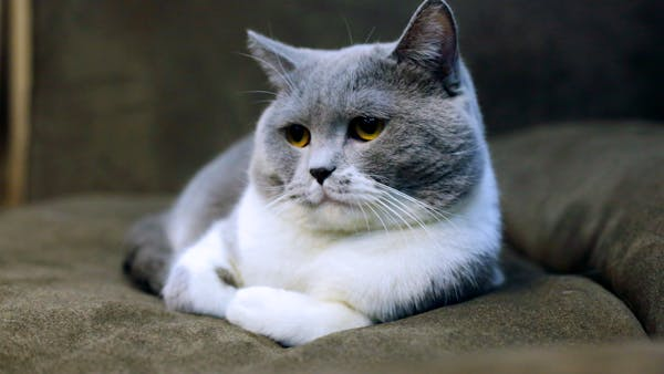 Gray and white cat lying on sofa