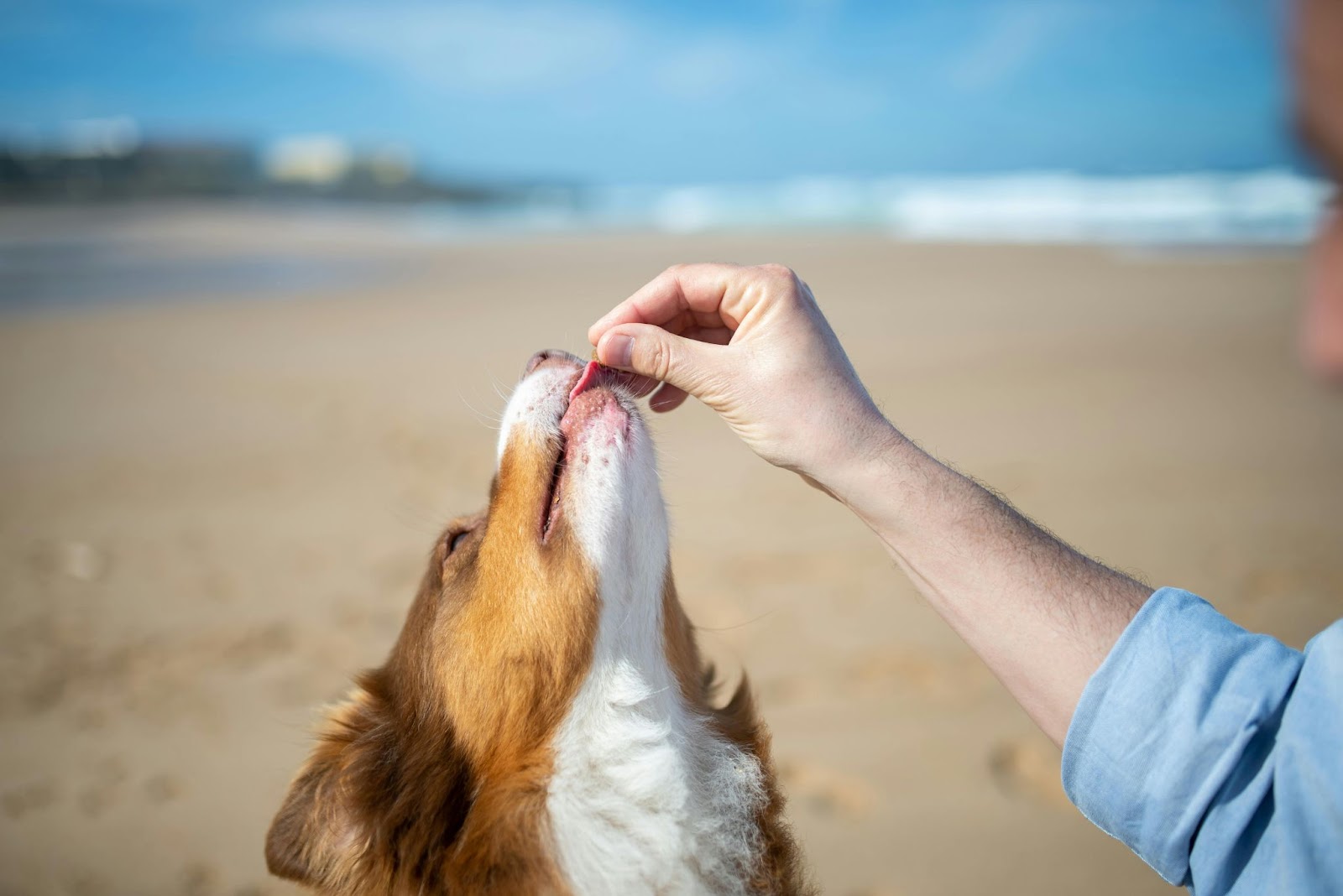 Dog Taking Treat from Human