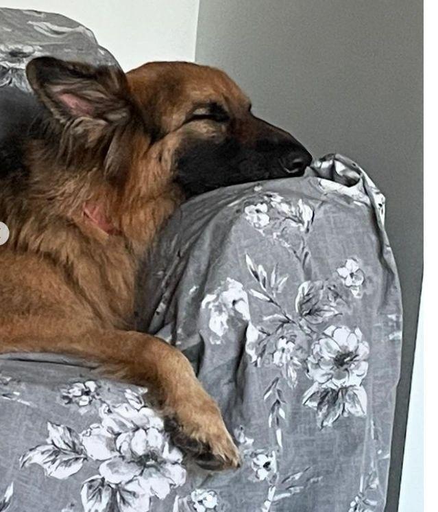 Photo from Buddy GSD Instagram