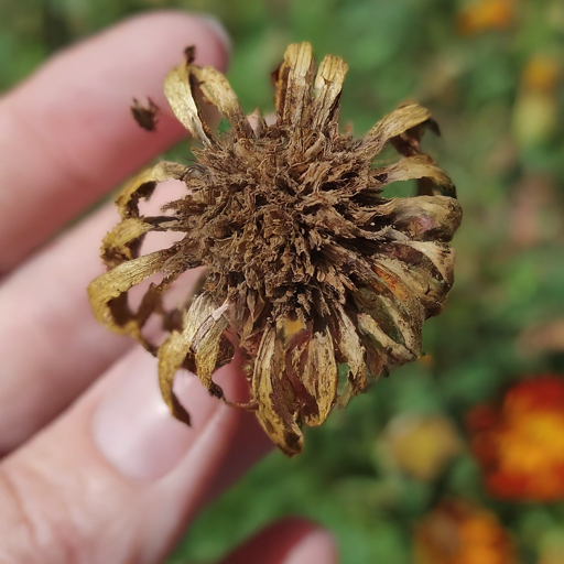 Harvesting Happiness: Collecting Seeds for Next Season