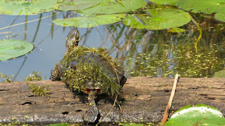 Turtle sitting on a log in the water, Spring Valley Nature Center, Schaumburg.