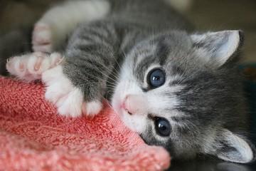 A kitten with blue eyes

Description automatically generated