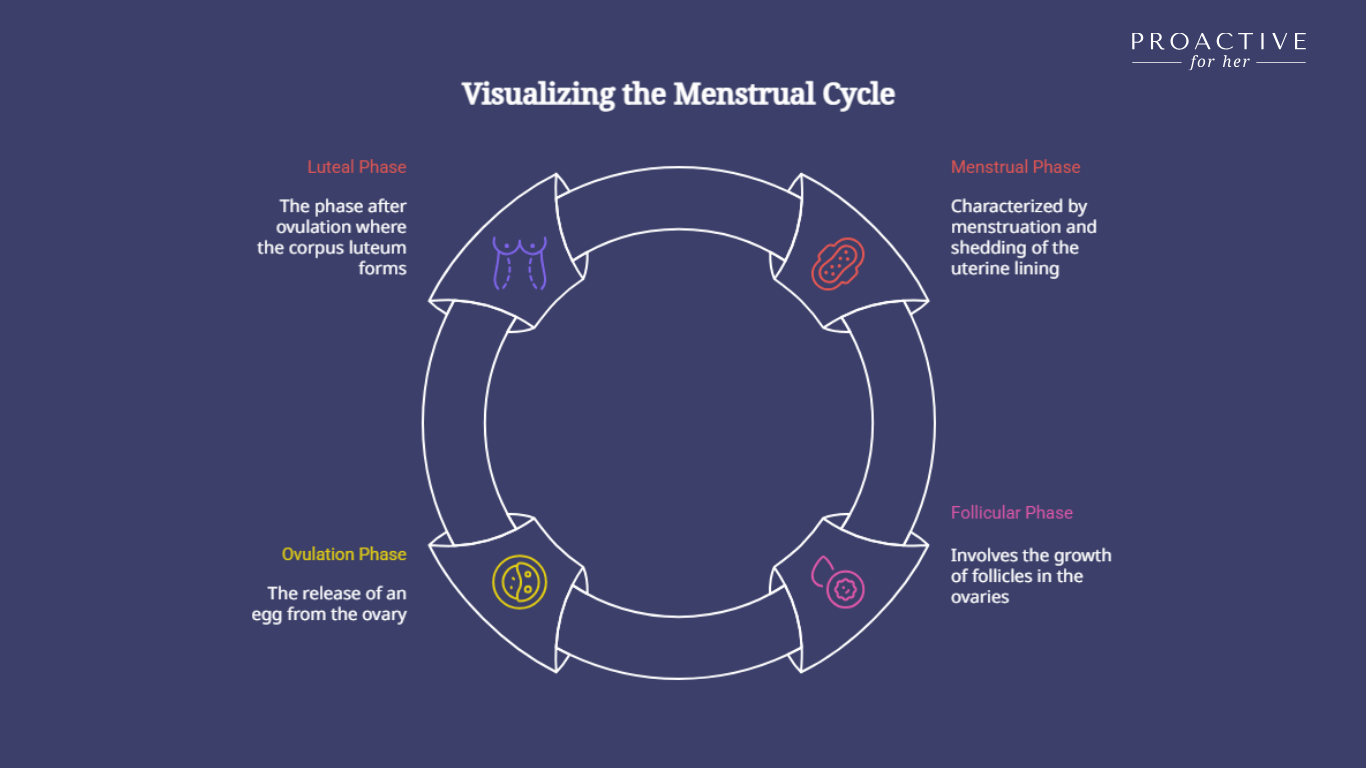 Menstrual cycle throughout the month