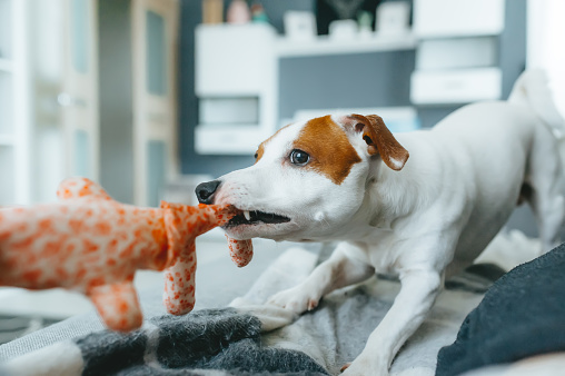 Prevent Your Dog Eating Stuffing from Toy