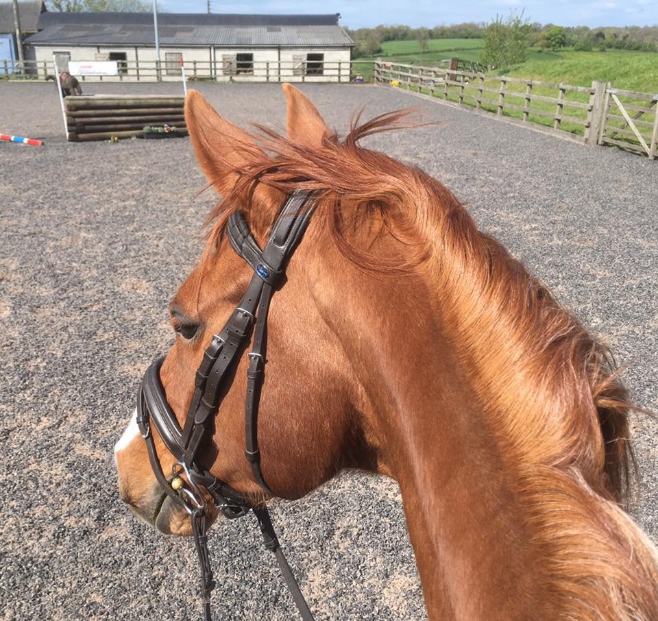 Horse cross country schooling