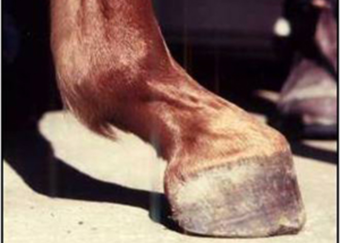 Club Foot Horse