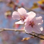 100 flowers name in tamil and english
