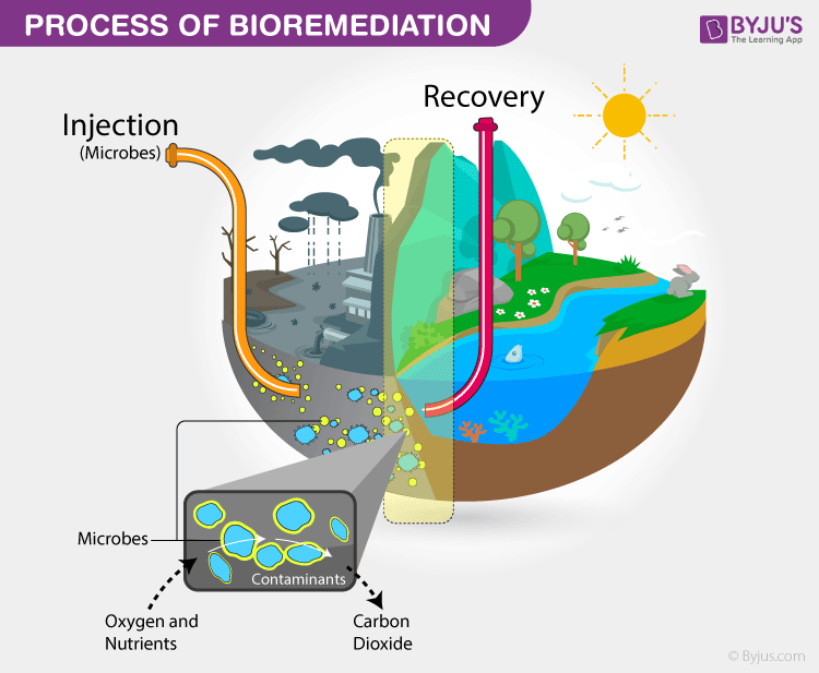 Processo di Bioremediation