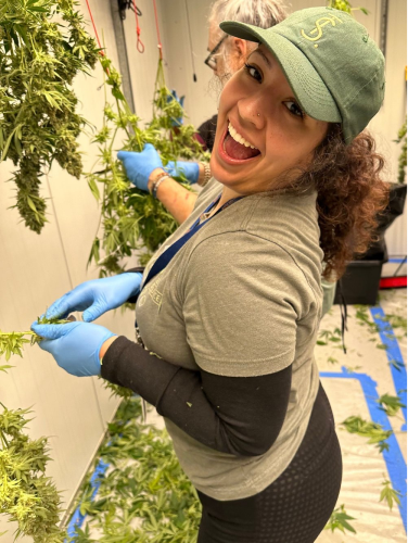 One of The Source cannabis dispensary's Hispanic budtenders, Evelyn Diaz, works in our grow room, shucking marijuana leaves after harvest.