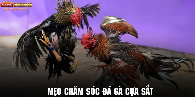 Tìm hiểu bí kíp chăm sóc chiến kê có sức khỏe tốt trước khi ra trận