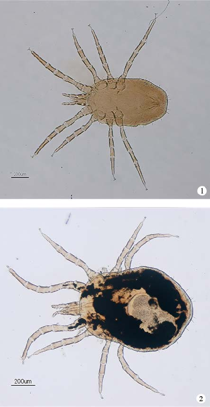 Dermanyssus gallinae male, 2. D. gallinae female (with egg)  