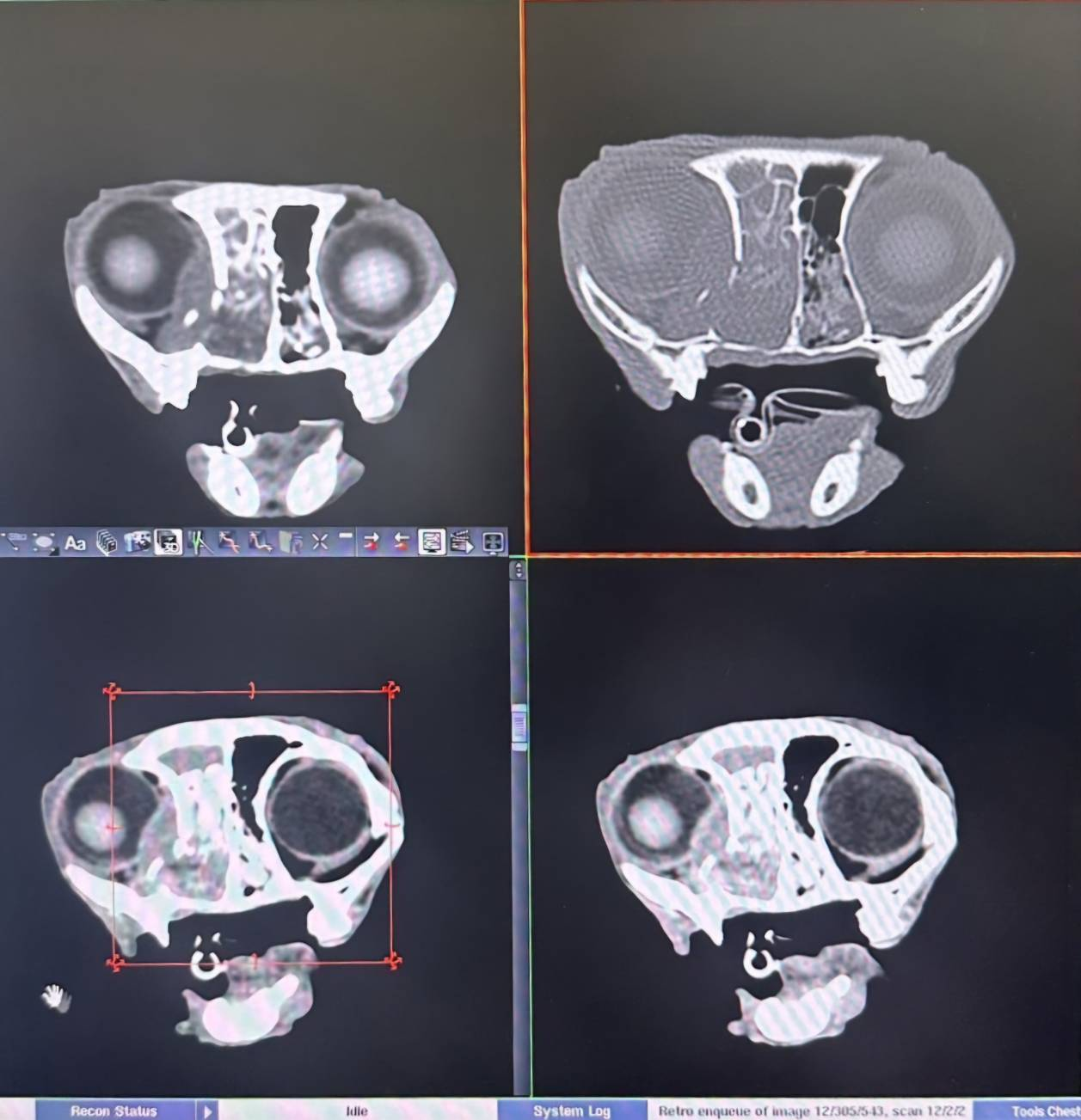 ภาพ CT Scan แมว โรงพยาบาลสัตว์อารักษ์