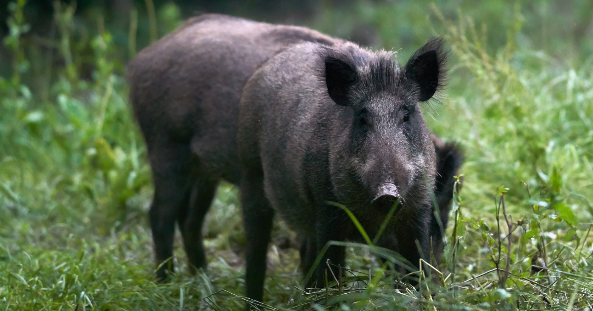 An adult wild hog with a piglet behind it in a field of grass.