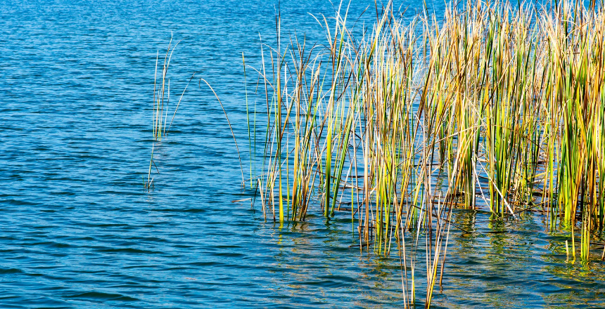 Patches of sawgrass on the edge of blue waters.