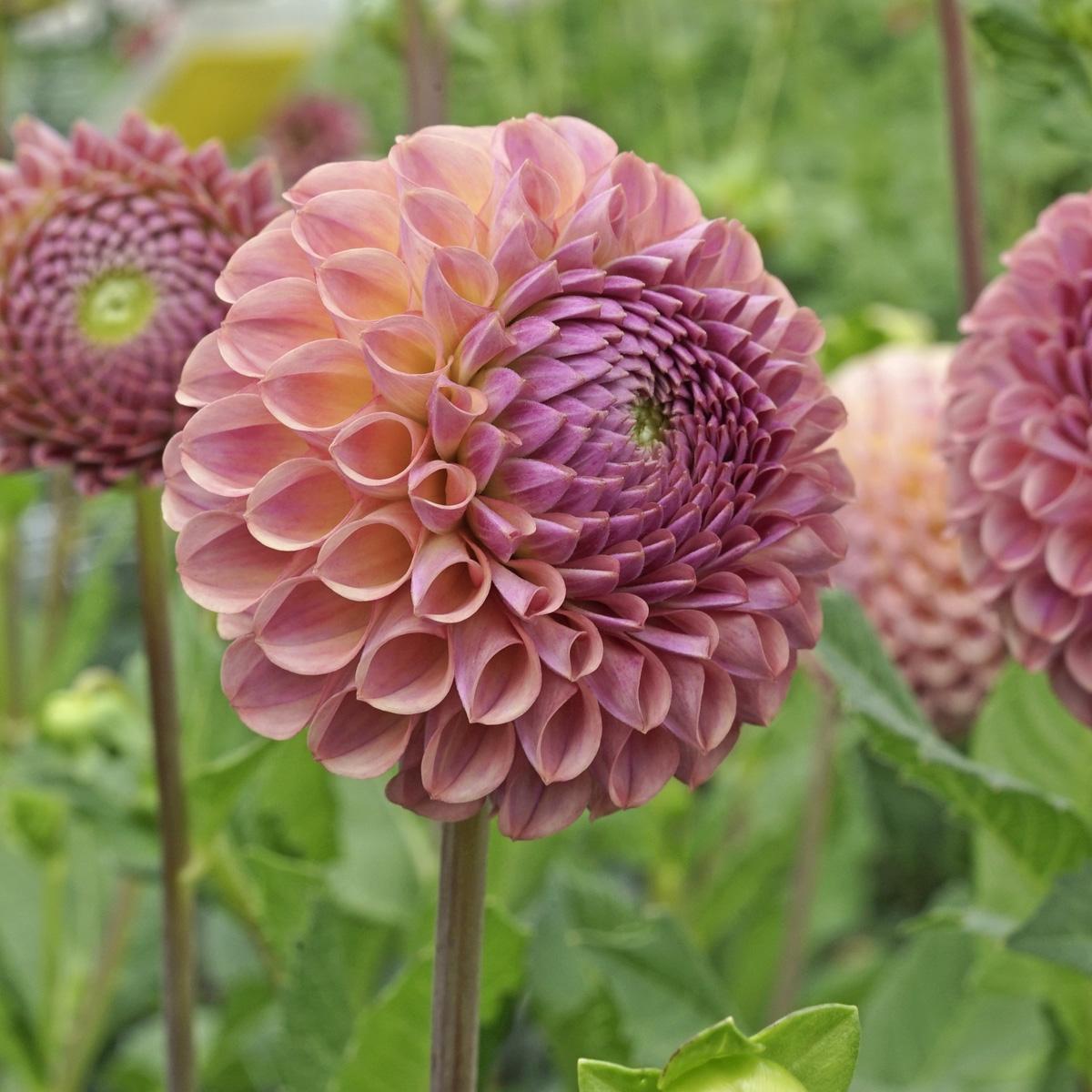 Afbeelding met bloem, plant, dahlia, bloemblaadje

Automatisch gegenereerde beschrijving