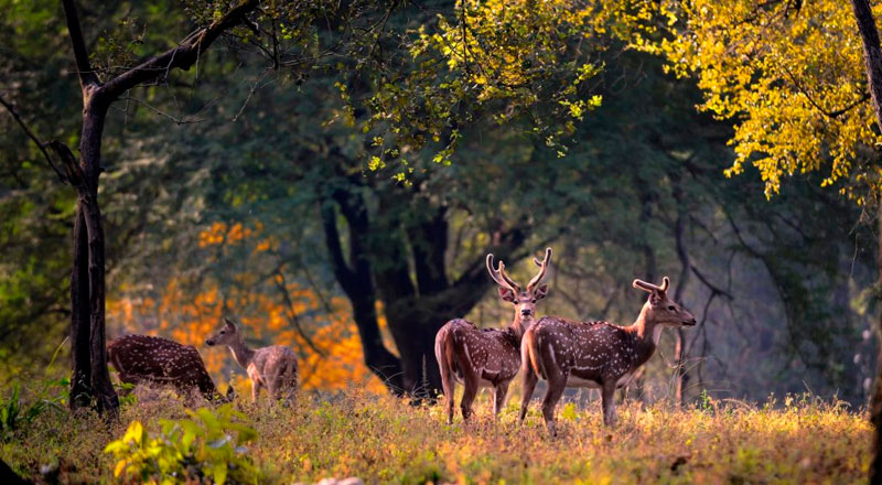 Jim Corbett National Park – The Iconic Wilderness