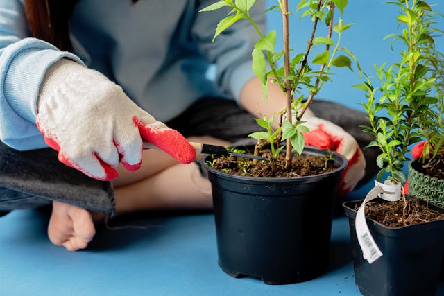 Person Trimming a Potted Green Plant