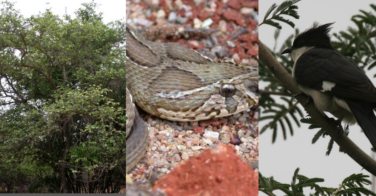 wild life of Mrugavani National Park
animals in Mrugavani National Park