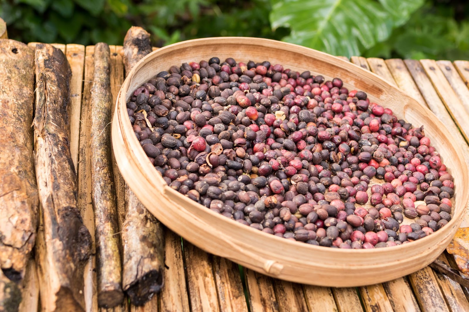 A cup of bourbon coffee with different varieties of coffee beans in the background