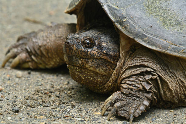 Snapping Turtle