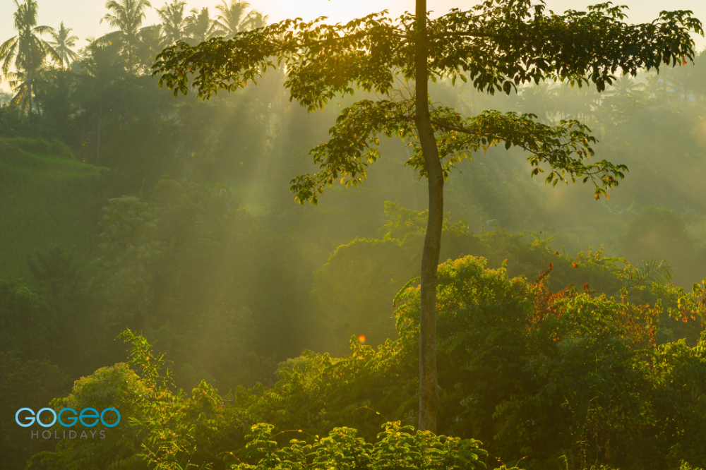 a image of forest struck by sun light in the morning