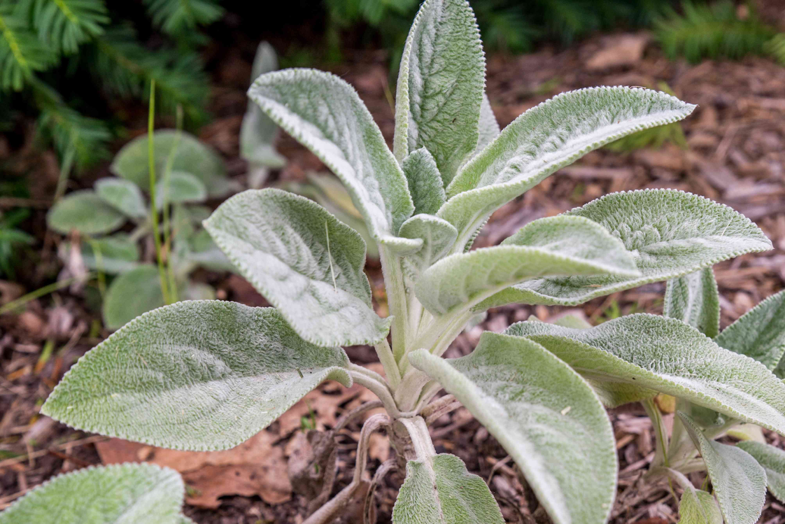 Origin and History Lamb’s Ear