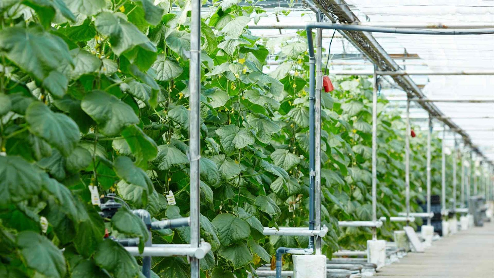 Discover the revolutionary world of hydroponics: soil-free farming that maximizes crop yield from Farmersrathna Agri-news