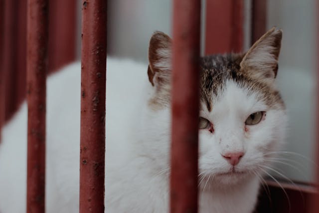White and Tabby Cat Behind Bars Close-up