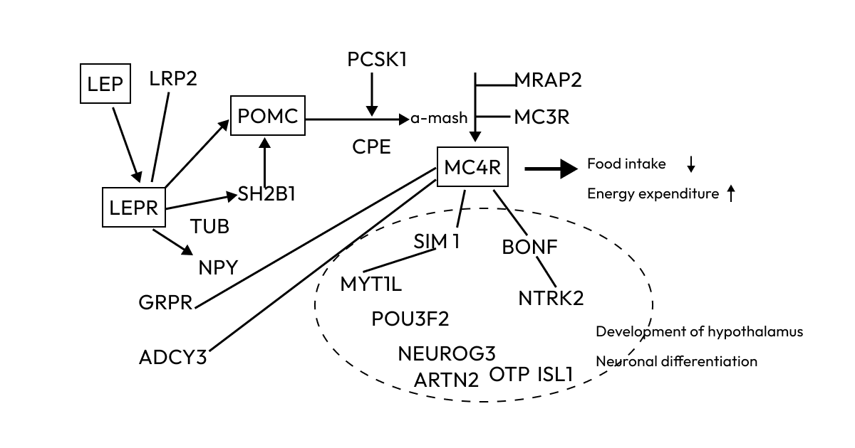 Gene Selection: Targeting Key Genes Responsible for Obesity