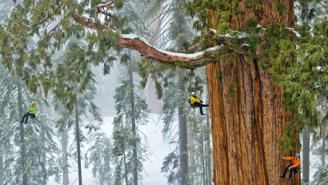 researchers climbing a giant sequoia