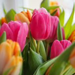 10 flowers name in Kannada