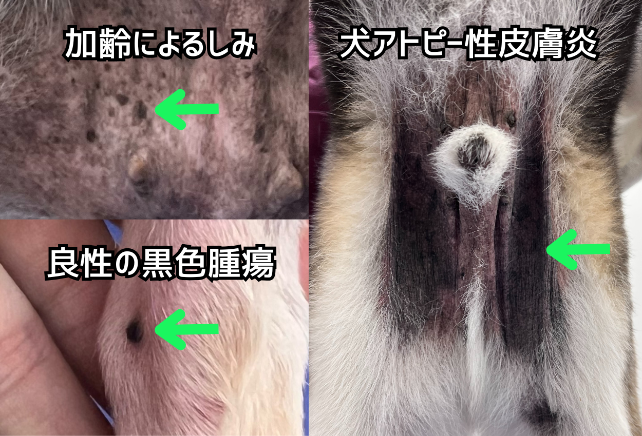 犬アトピー性皮膚炎とか例によるしみと良性の黒色腫瘍の違い