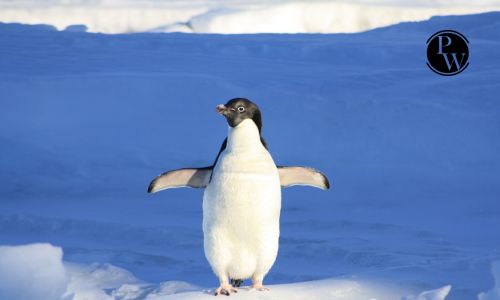 penguins