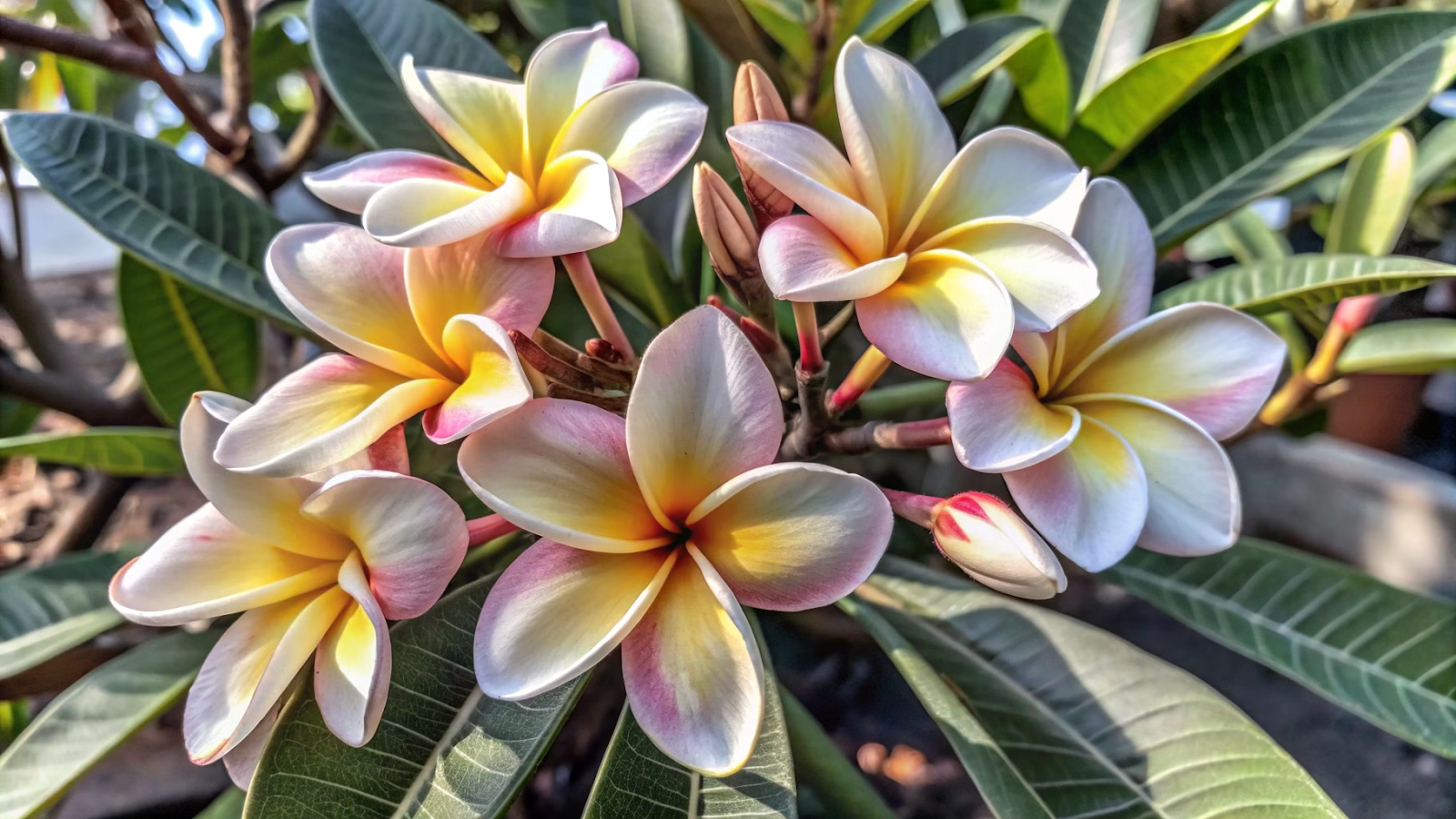 Jasmim-manga (Plumeria rubra)