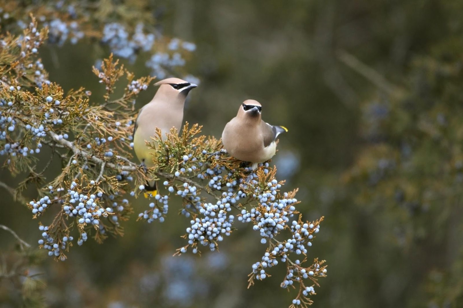 Why You Should Plant Eastern Red Cedar Trees in Your Yard