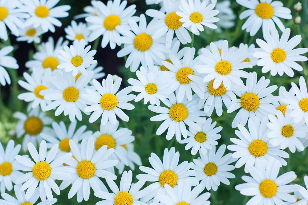 daisies flowers