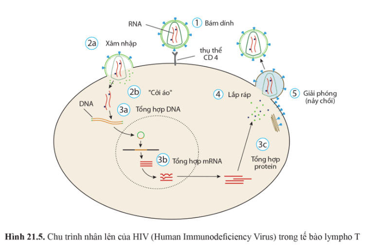 BÀI 21 - KHÁI NIỆM, CẤU TẠO VÀ CHU TRÌNH NHÂN LÊN CỦA VIRUS