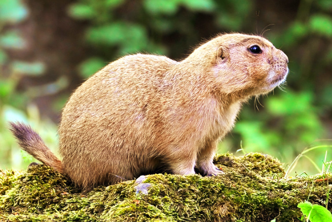  Black-Tailed Prairie Dog
